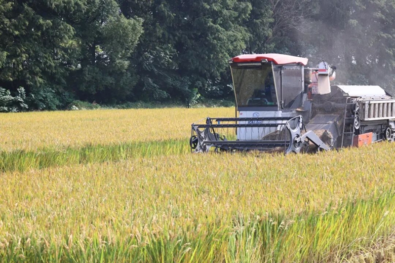 前洲街道黄石街村高标准农田水稻开镰收割。前洲街道供图