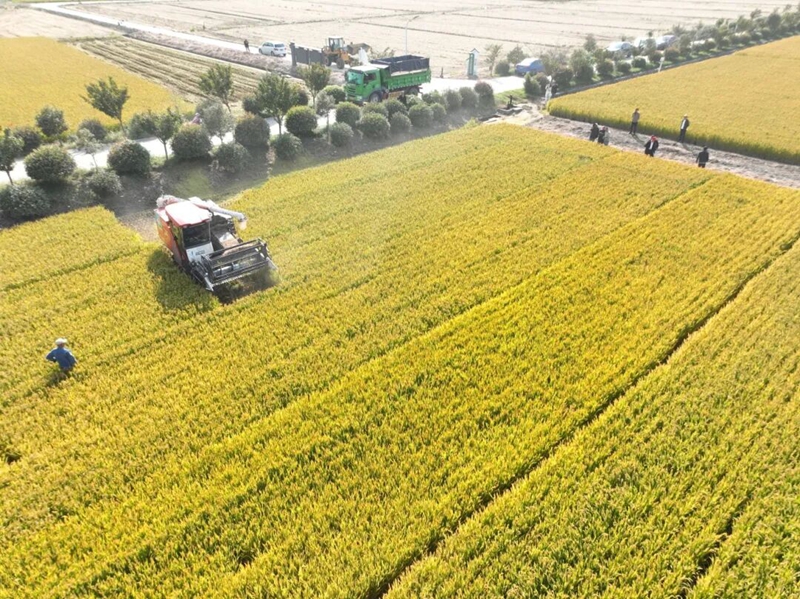 前洲街道黄石街村高标准农田水稻开镰收割。前洲街道供图