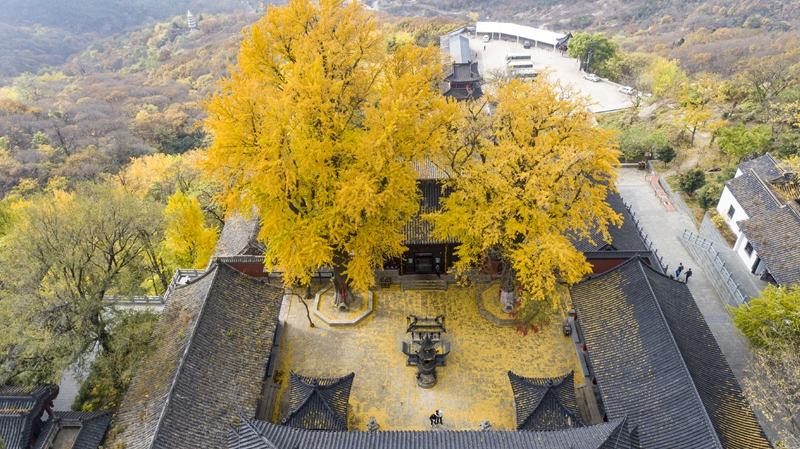 景区内的两颗银杏古树。云台山景区供图