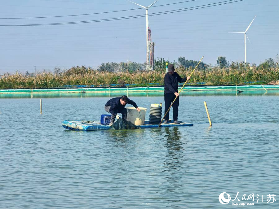 西順河大閘蟹養殖基地，蟹農正在起網捕撈螃蟹。人民網 崔小倩攝