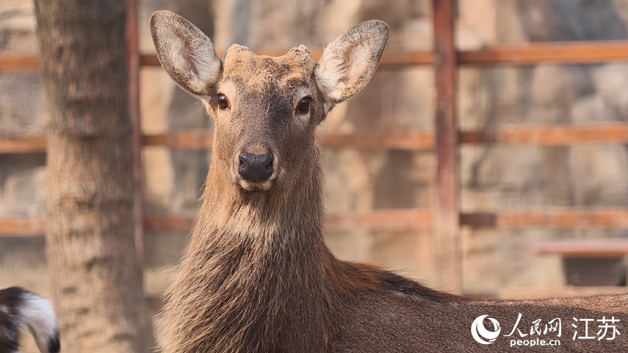 “七河八島”已成為揚州的“城市綠肺”與“生態走廊”。人民網 徐晨曦攝