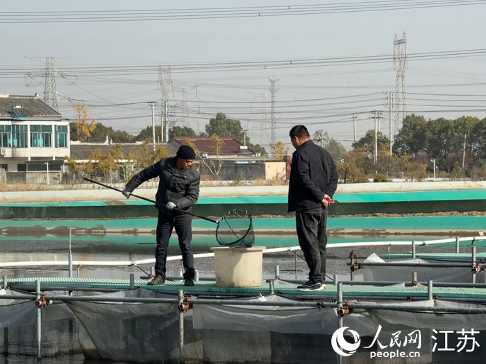 泰興市姚王街道江沙蟹迎來豐收季。 人民網 任曉燃攝