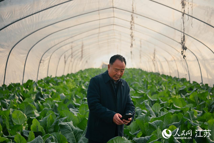 周相民在大棚内操作手机，就能对科技蔬菜大棚的进行各种设置。 人民网记者 鞠峰摄