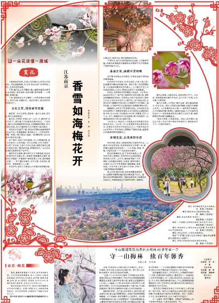 2025-02-28                            江苏南京：香雪如海梅花开                古都南京的早春，总是从东郊梅花山的枝头开始绽放。风还透着寒意，但几朵“粉红朱砂”却悄然挂上枝头，在风中轻轻摇曳。				       于是，梅花山从冬天醒来，漫山遍野的梅花次第开放，红的朱砂、粉的宫粉、白的玉蝶、绿的绿萼……云蒸霞蔚，香雪如海。                    【详细】                 《 人民日报 》（ 2025年02月28日 07 版）            