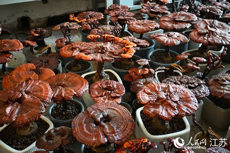 南云台林场准备上市销售的灵芝盆栽。人民网记者 张瀚天摄