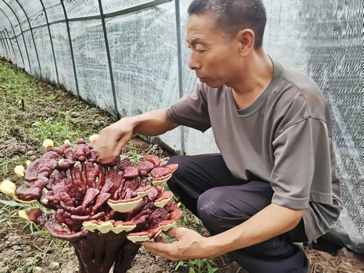 生态大棚中，工作人员正在采集灵芝。云台山风景区管委会供图