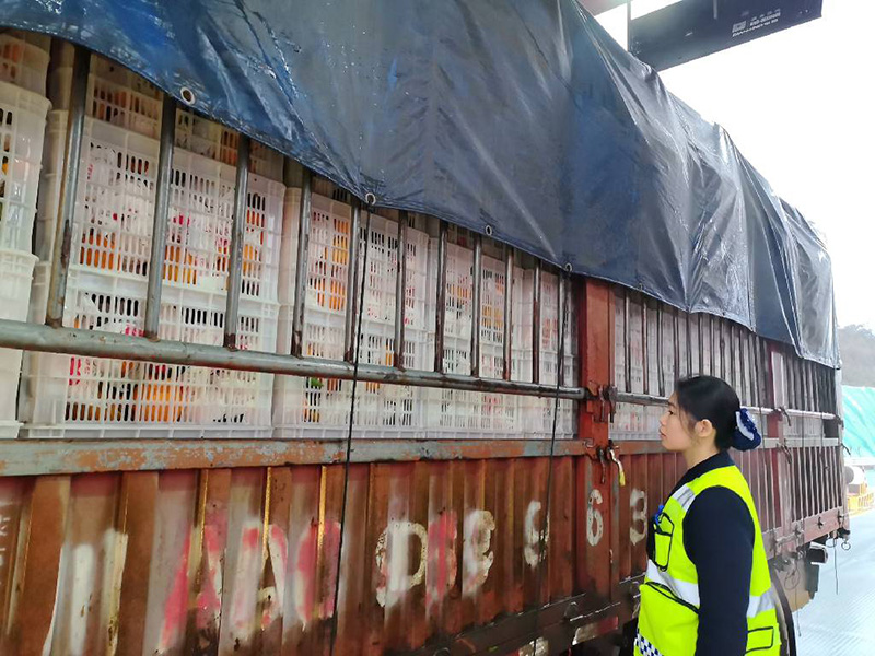 1月4日,满载资中血橙的大货车通过资中西收费站,收费人员对车辆所载货物种类进行检查。蔡林宏供图