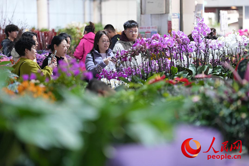 1月4日,游客在斗南花市选购蝴蝶兰。人民网记者 李发兴摄