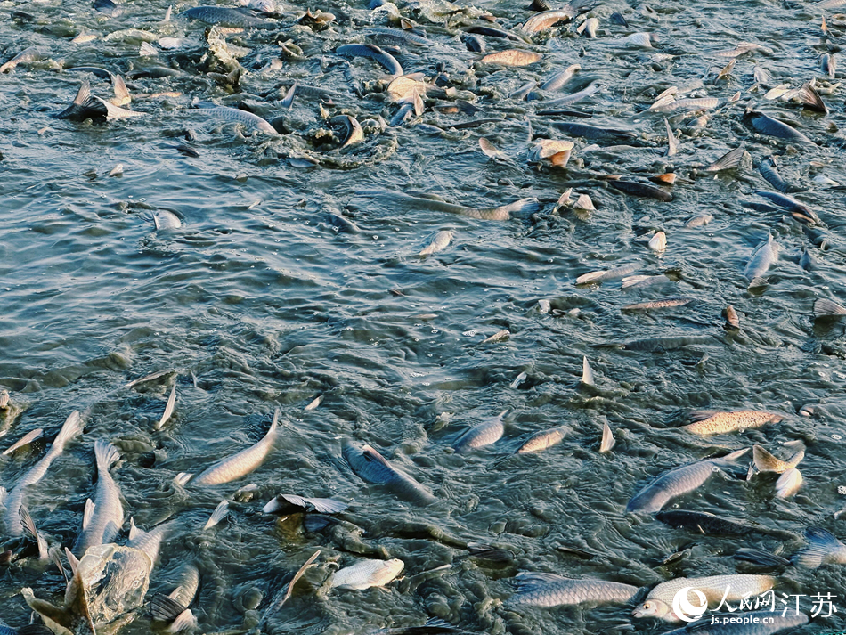 甘露青鱼开捕现场。人民网记者 周梦娇摄