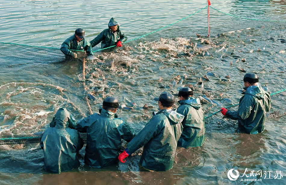 甘露青鱼开捕现场。人民网记者 周梦娇摄