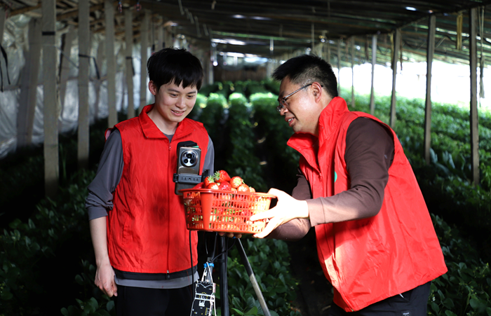 志願者通過直播幫助果農拓寬銷路。受訪者供圖