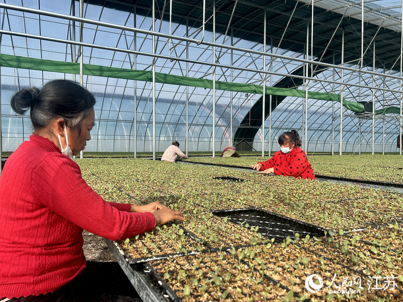 村民在為秧苗去殼。人民網記者 王丹丹攝