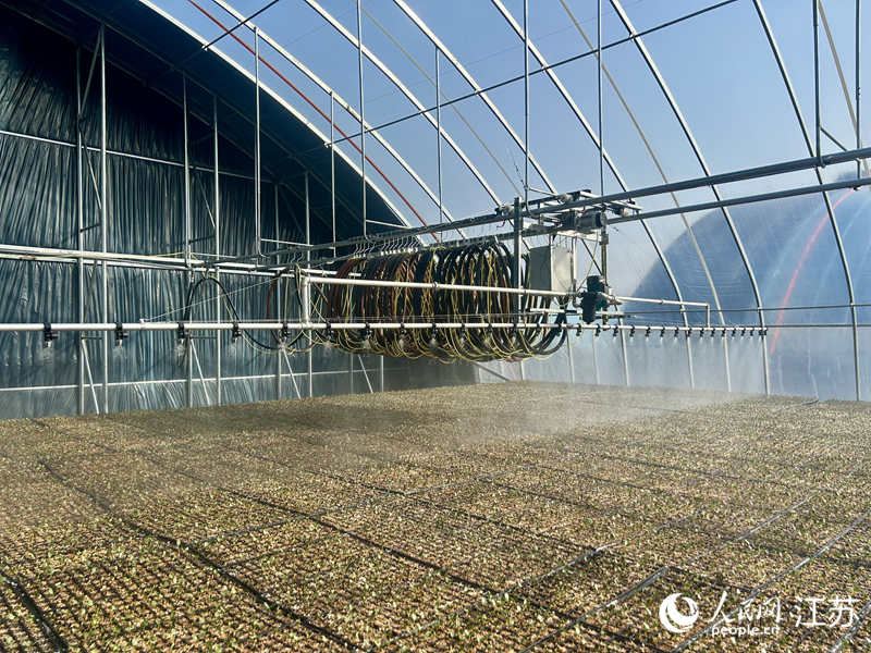 蔬菜大棚內自動澆水設施。人民網記者 王丹丹攝