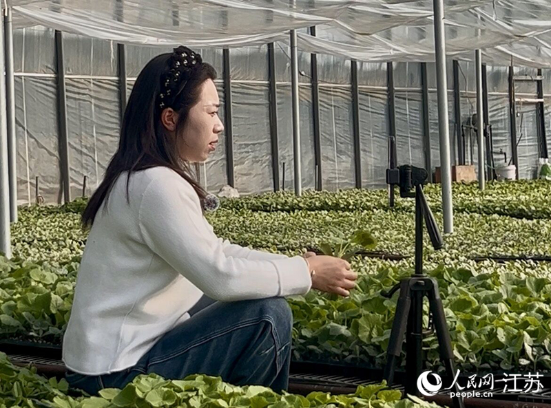 電商主播直播售賣秧苗。人民網記者 王丹丹攝
