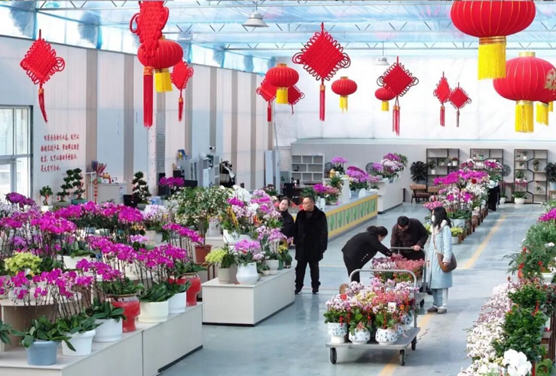 蝴蝶谷內，游客選購蝴蝶蘭。沭陽縣委宣傳部供圖