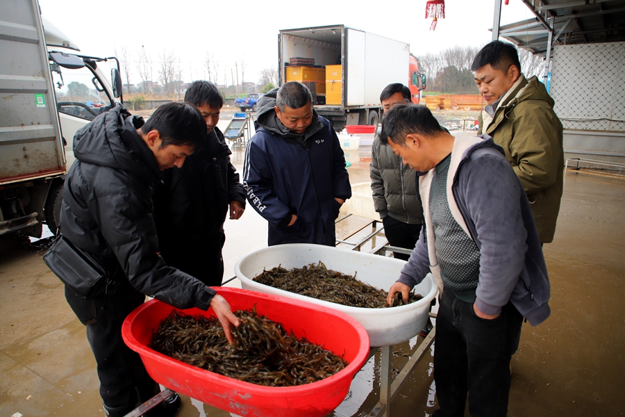 挑选青虾。高晓平摄