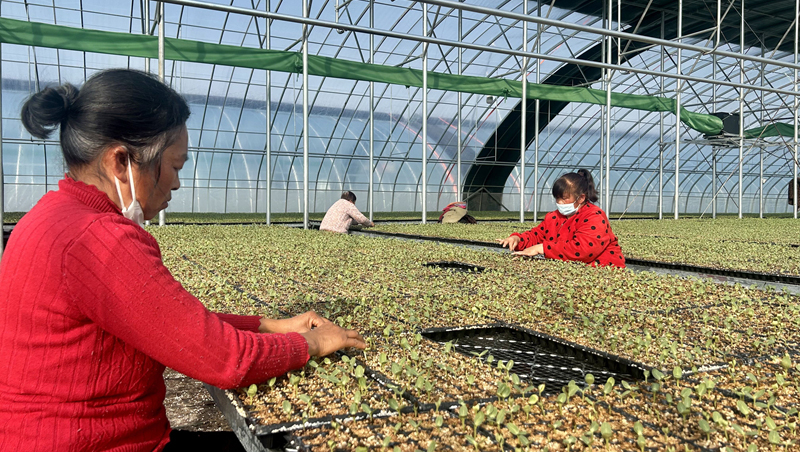 小秧苗育出亿元产业立春过后，苏北的清晨依然很冷；江苏沭阳县韩山镇宋庄村的育苗大棚里，则是暖融融的。宋庄村已建成1500亩标准化育苗基地，全镇秧苗种植面积突破3000亩，年培育蔬菜秧苗20余种、超15亿株。