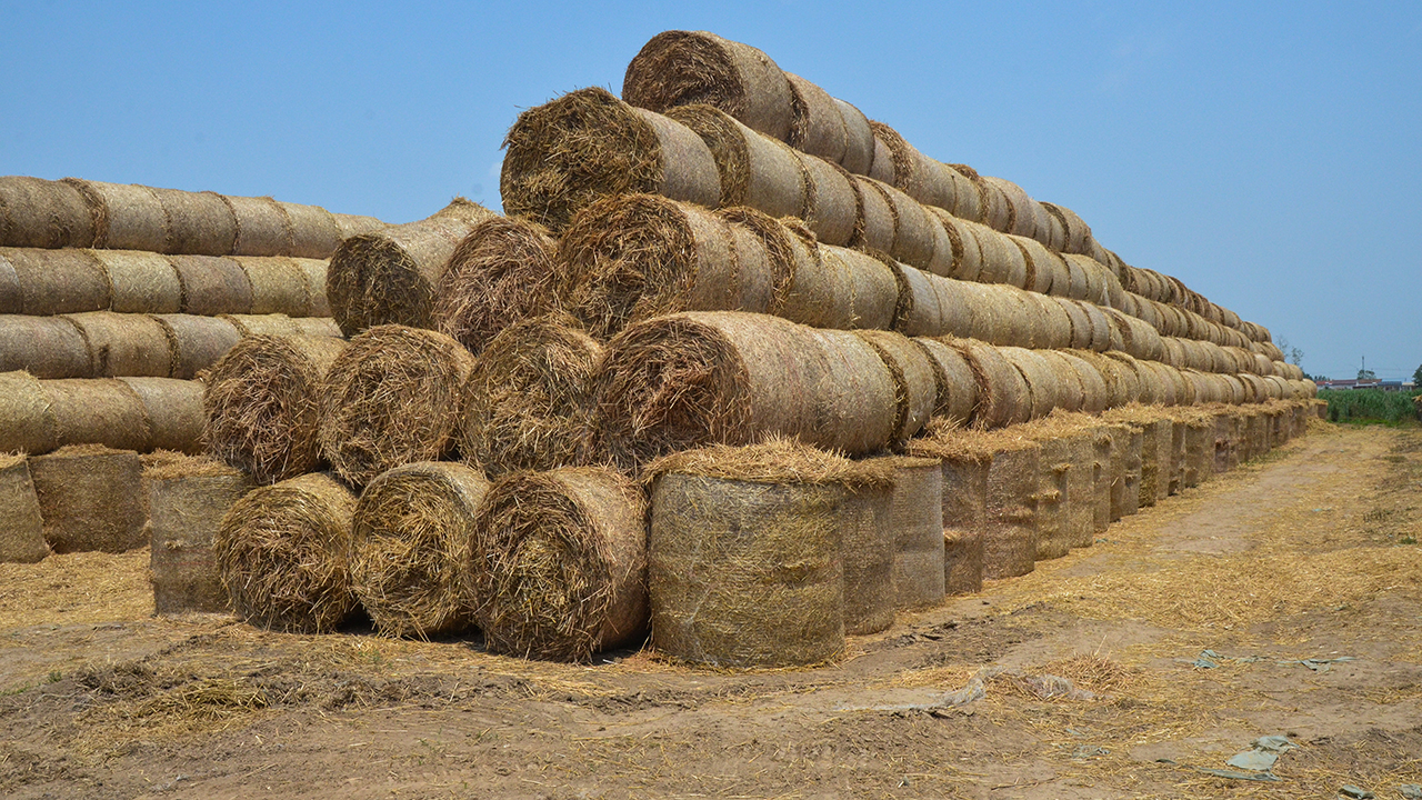 秸秆收储中心内草捆垒成的“金山”。 人民网记者 鞠峰摄