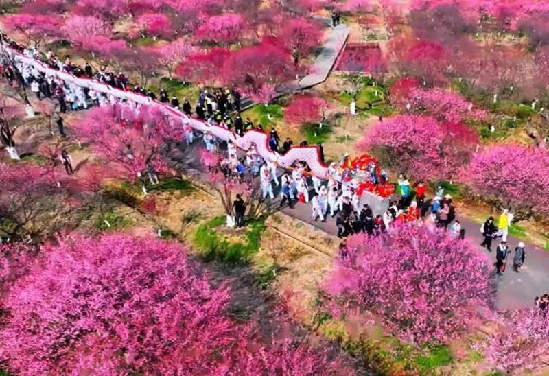 秦淮梅园梅花盛开。崔琳摄