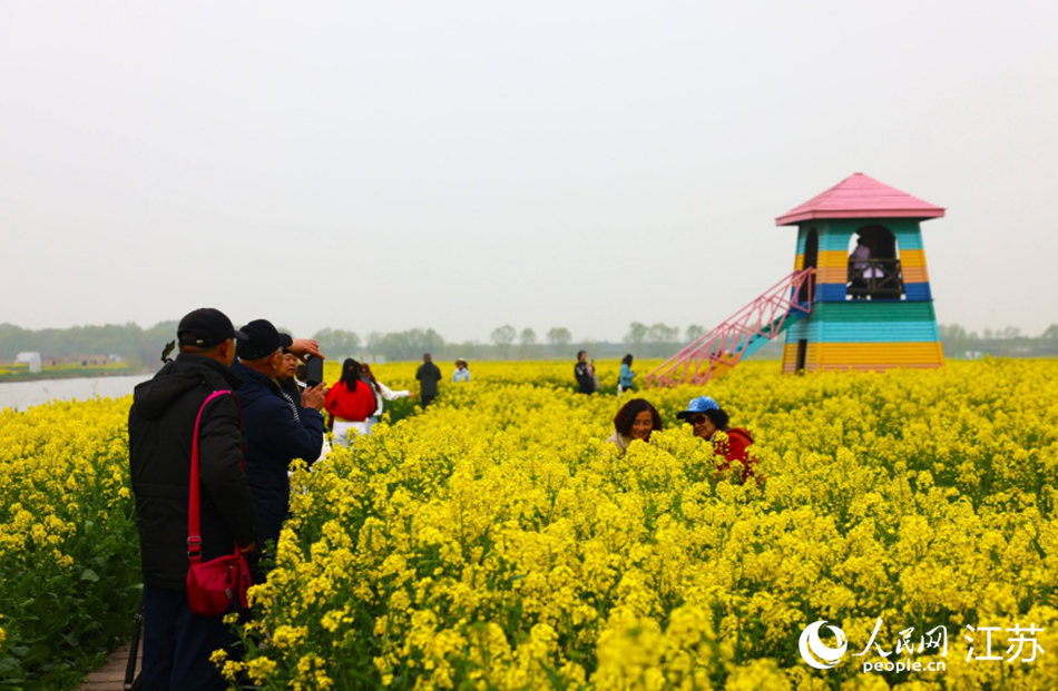 江蘇高郵：“湖上花海”待客來