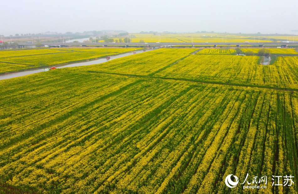 高郵湖千畝油菜花競相綻放。
