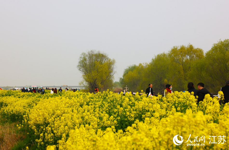 游客漫步高郵“湖上花海”。