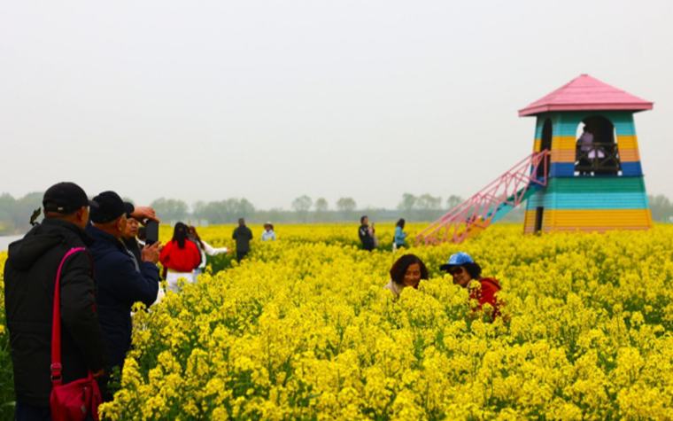 江蘇高郵：“湖上花海”待客來