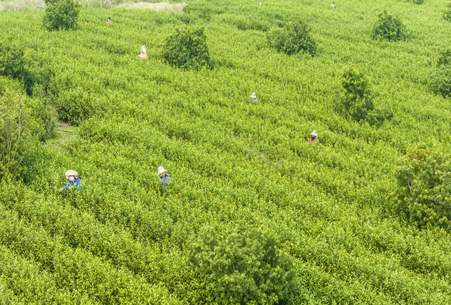 茶農們在茶田間採茶。金飛攝