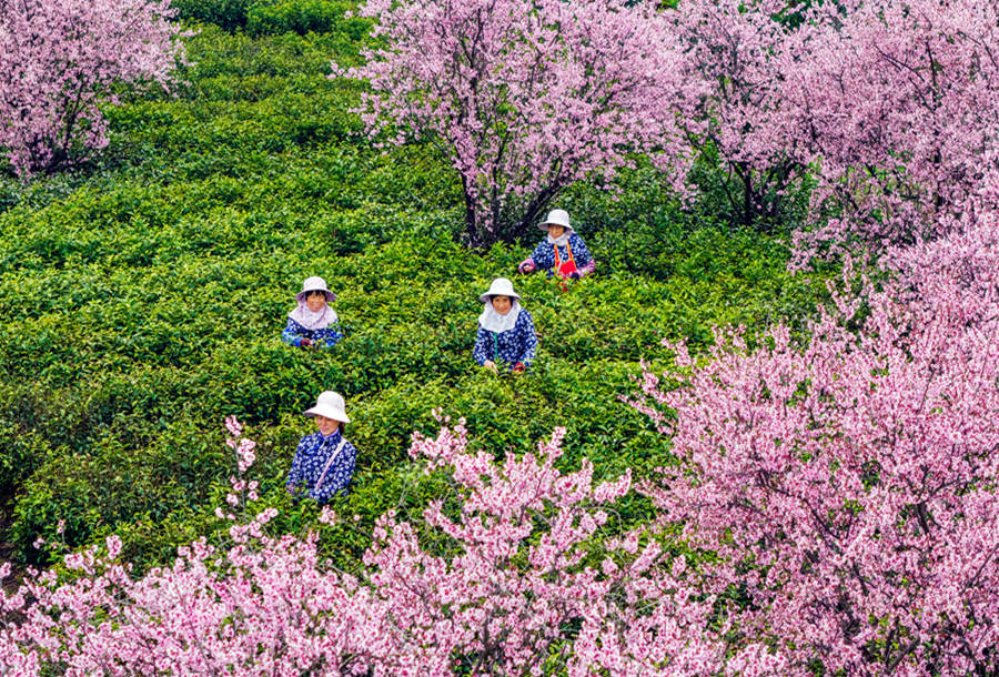 茶農們在茶田間採茶。朱紅生攝