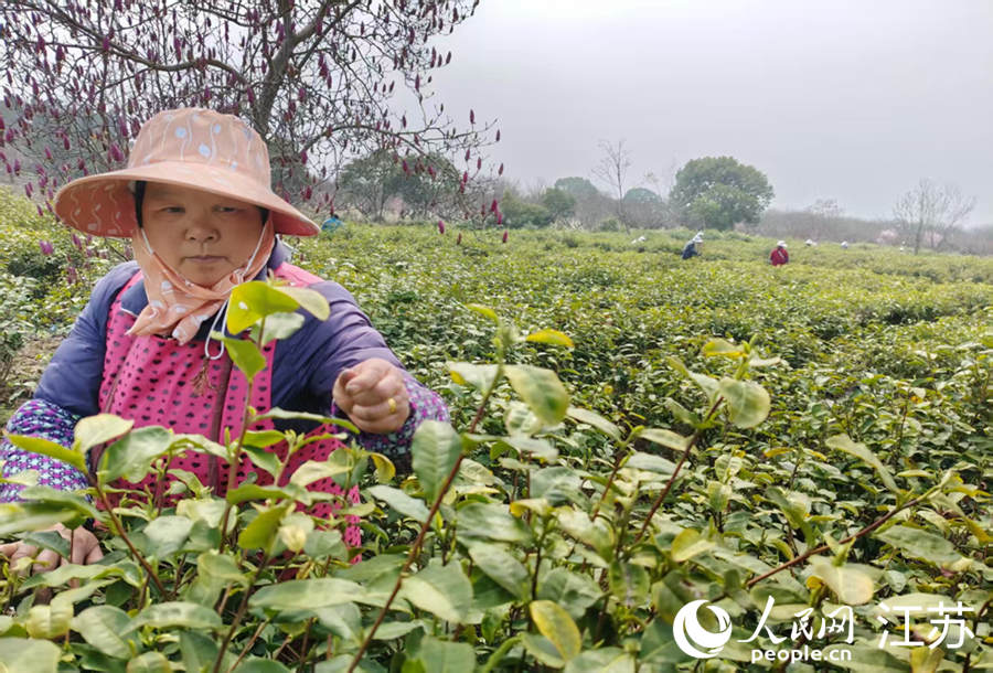 茶農採摘鮮嫩茶芽。人民網記者 王丹丹攝
