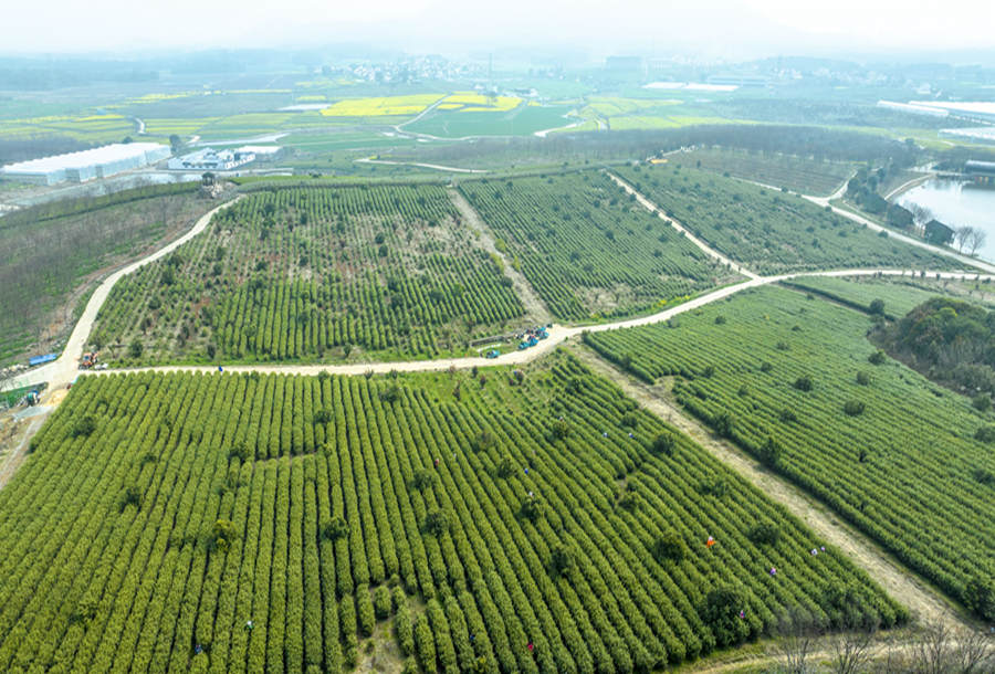 溧水區晶橋鎮芝山村茶園航拍。張福敏攝