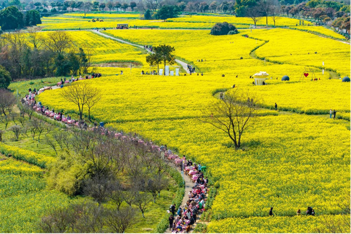 “金花旅游”已成為高淳的一張城市名片。高淳區委宣傳部供圖