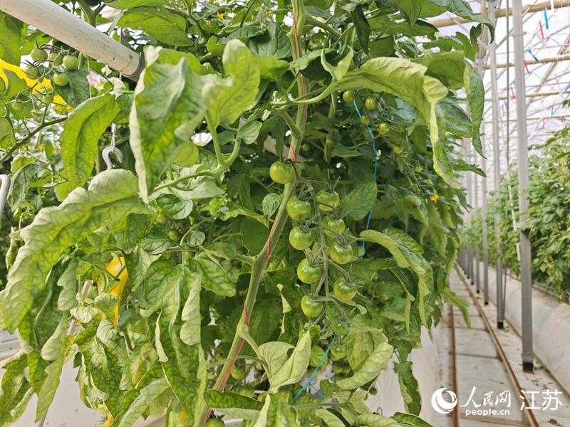 智能温室里，”霍尔果柿“长势良好。人民网记者 常雨薇摄