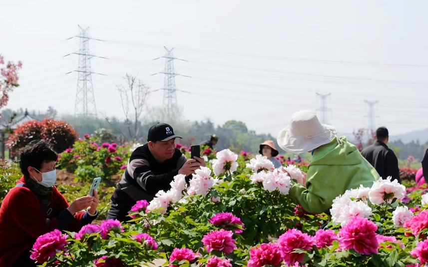 南京溧水：牡丹花开绽芳华