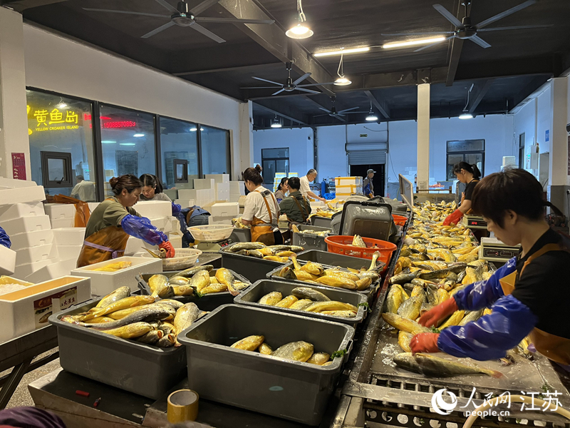 剛捕撈出的大黃魚。人民網 李靜曄攝