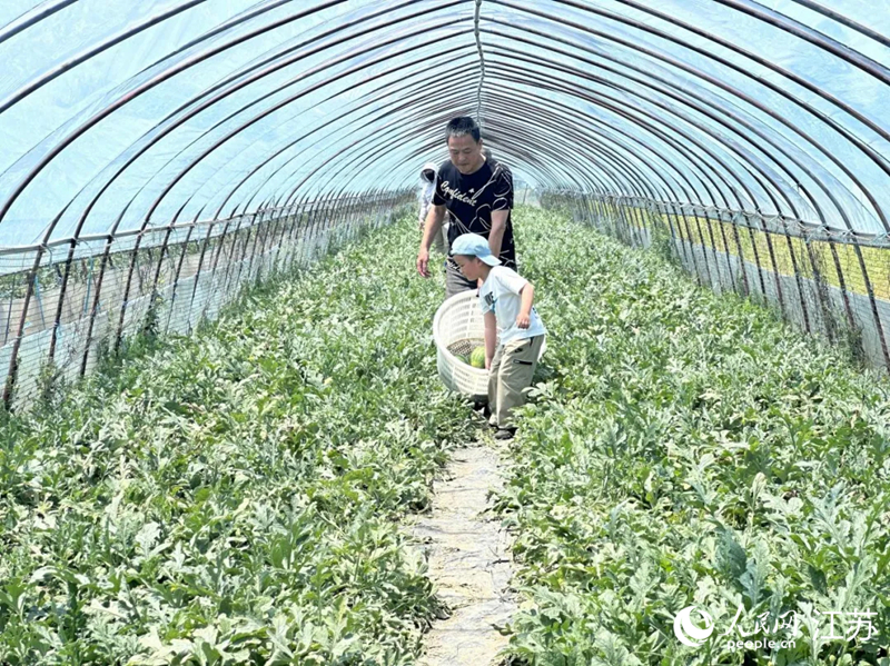 游客在瓜棚進行採摘。人民網 杜沁萌攝