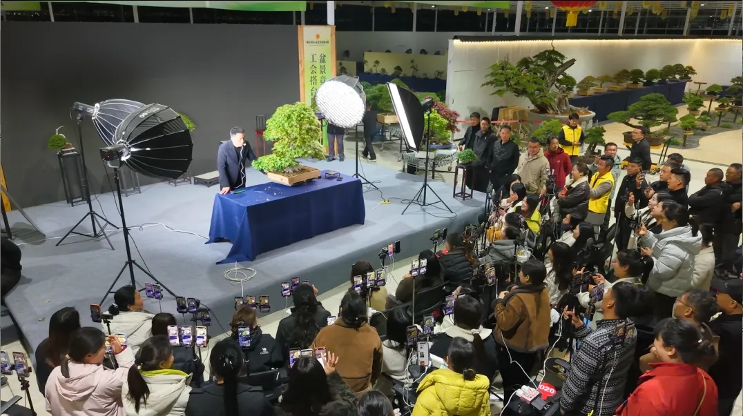 新沂盆景直播場景。 受訪者供圖