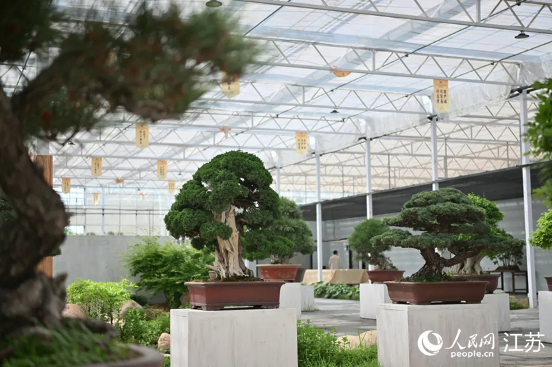 第四屆中國盆景貿易發展大會展出的盆景。 人民網記者 鞠峰攝