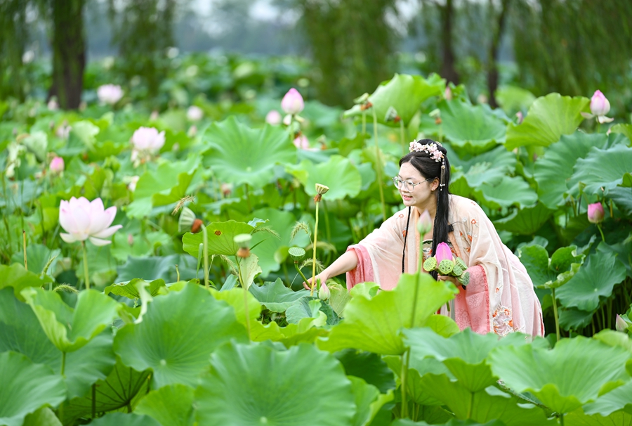 2026金湖荷花季启幕 打造全龄共享夏日文旅场景