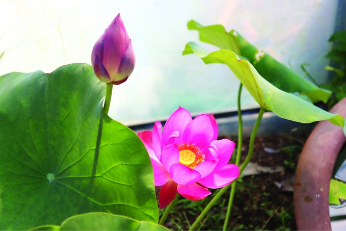 千歲古蓮蘇州“蘇醒” 花期約4天