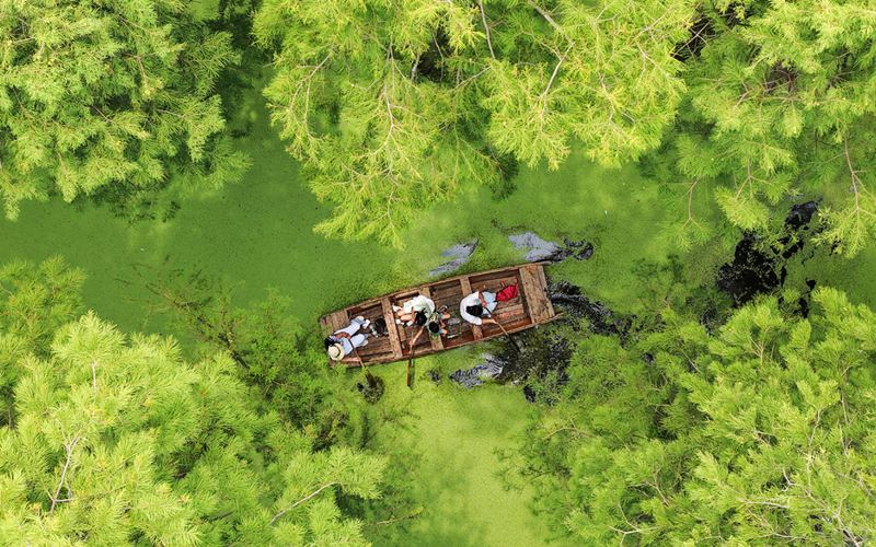 绿意环抱 扬州渌洋湖湿地公园消暑正当时