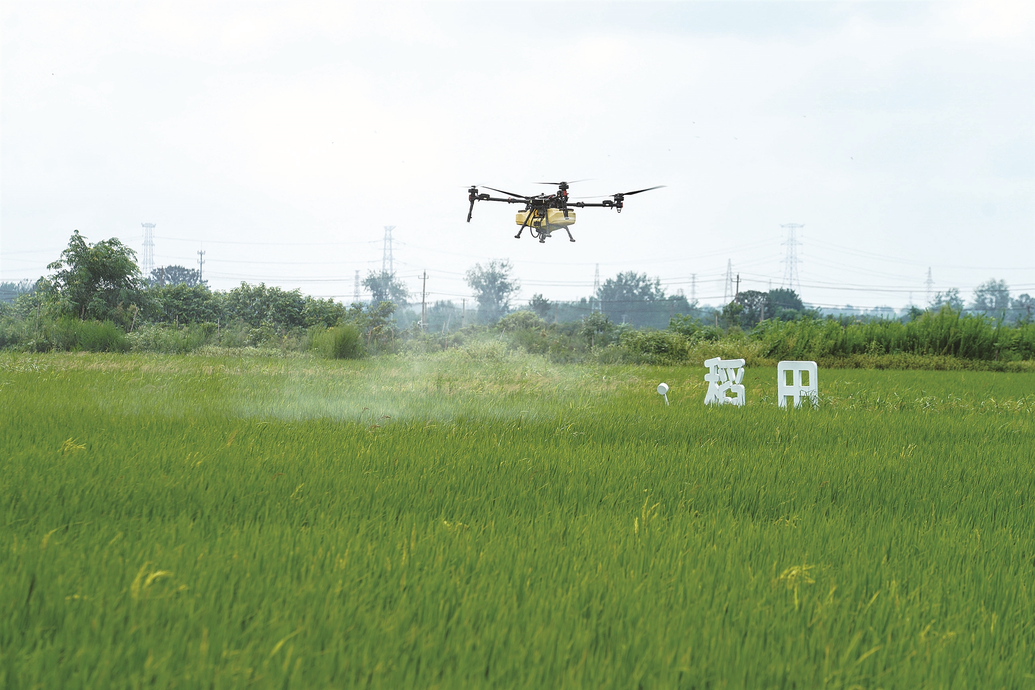 8月15日，盱眙縣黃花塘鎮一稻蝦共養基地內，工作人員操控植保無人機，在連片稻田上空噴施農藥。