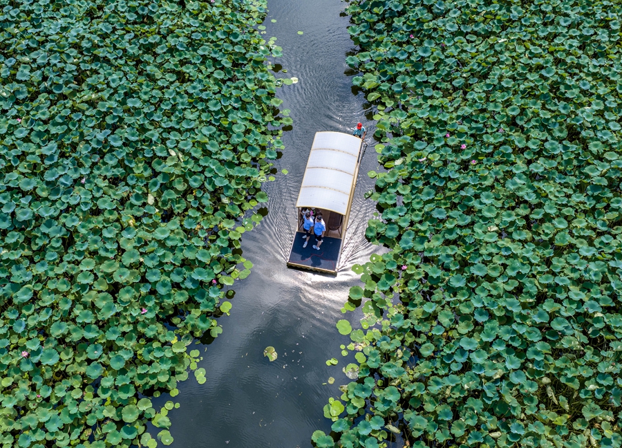 游客在兴化万亩荷塘景区赏荷游玩。周社根摄