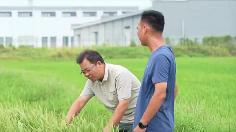 龍衛華（左）查看水稻長勢。六合區委宣傳部供圖