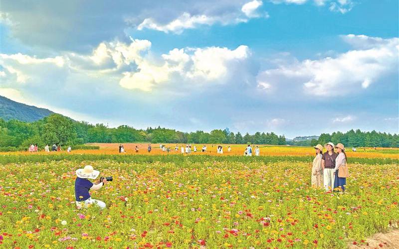 江蘇無錫：花海引客來