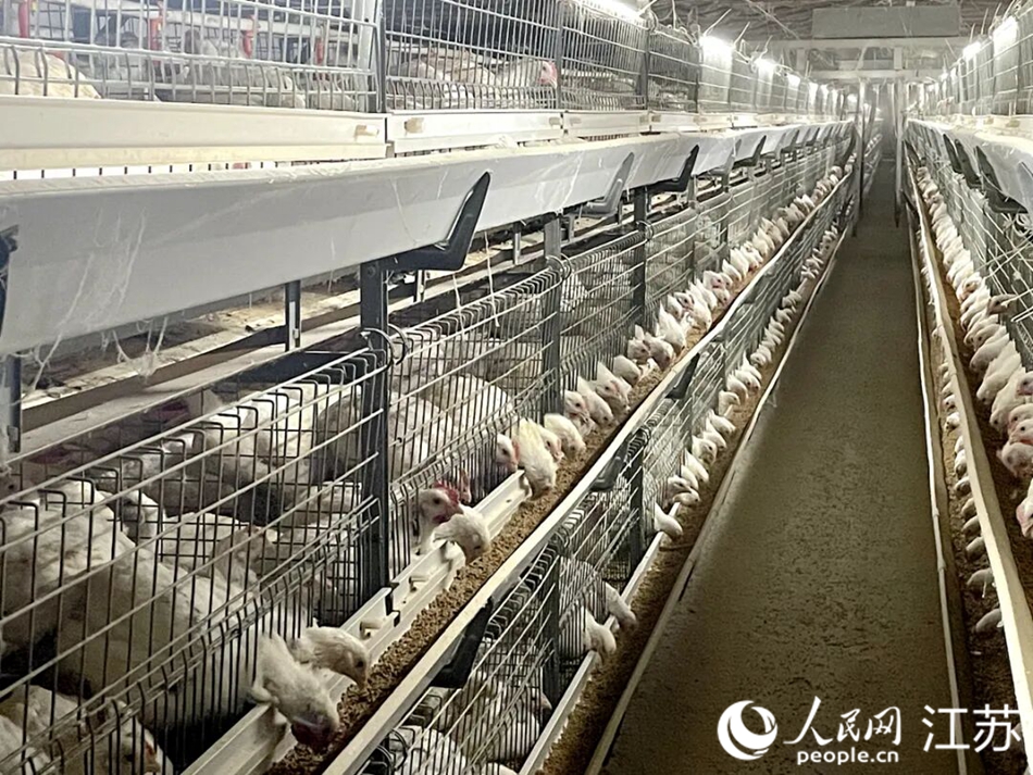 監控顯示，肉仔雞正在進食。 人民網記者鞠峰攝