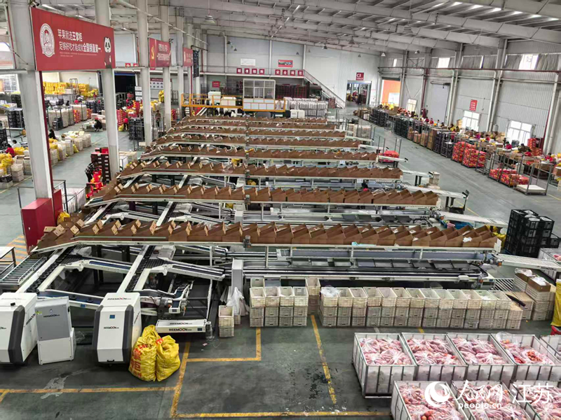 陝西王掌櫃農業發展有限公司車間內，成箱蘋果等待發貨。人民網 崔小倩攝