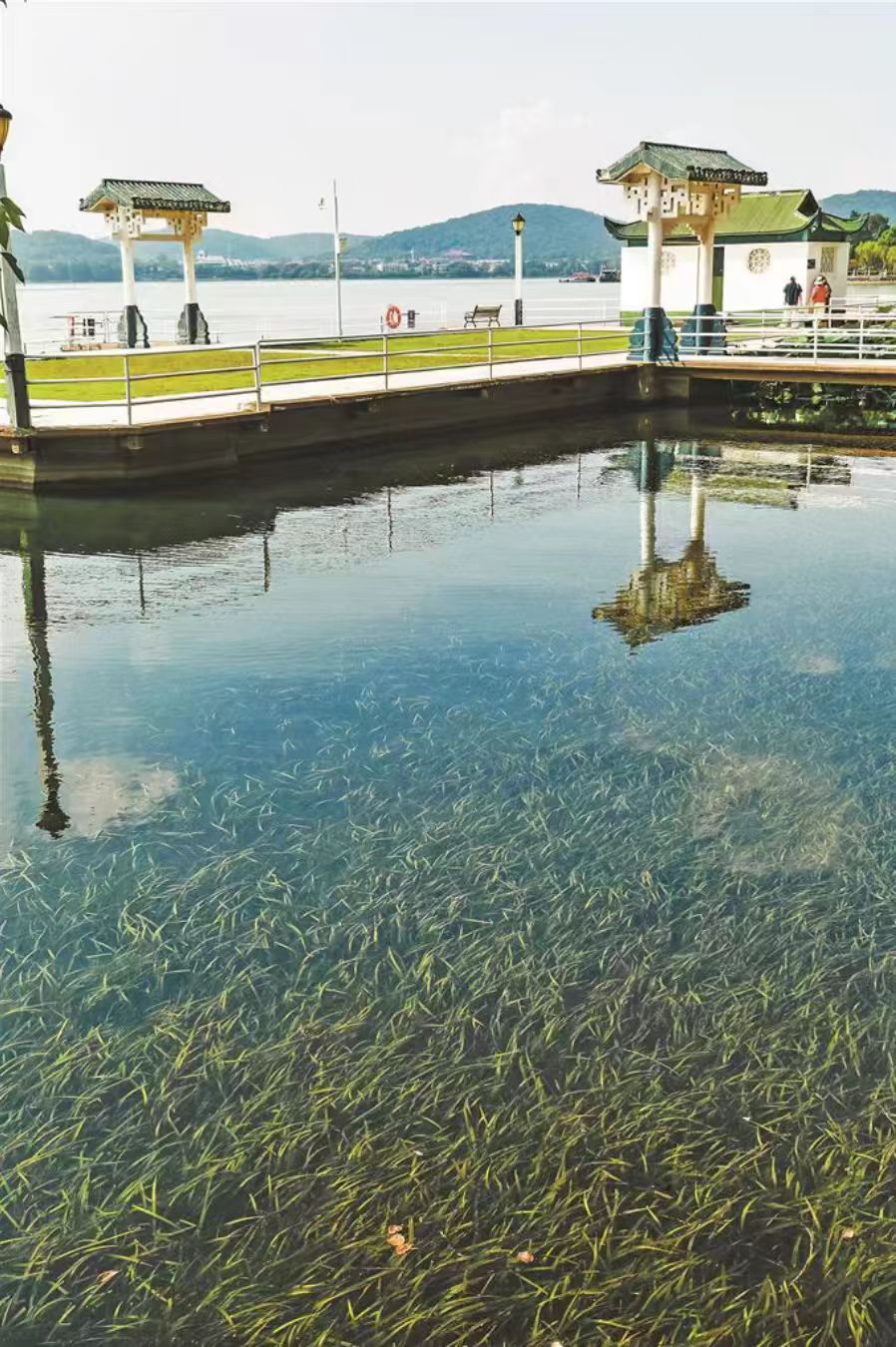 无锡蠡湖“长”出33万平方米水下森林