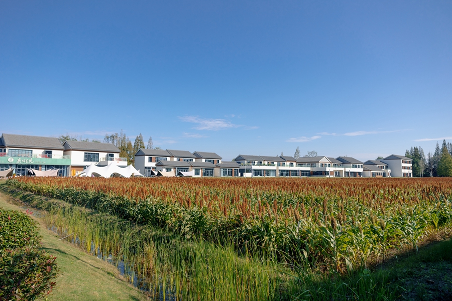 紅高粱進入最佳觀賞期。揚州生態科技新城供圖