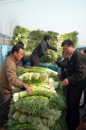 江苏丰县蒜薹热销国内外 经济效益明显